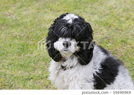 美國可卡犬 39890969