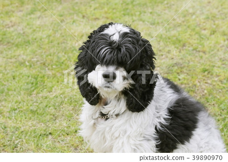 美國可卡犬 39890970