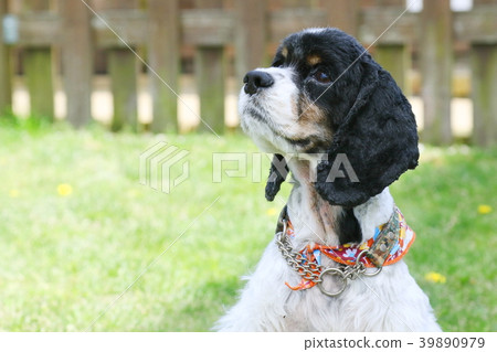 美國可卡犬 39890979