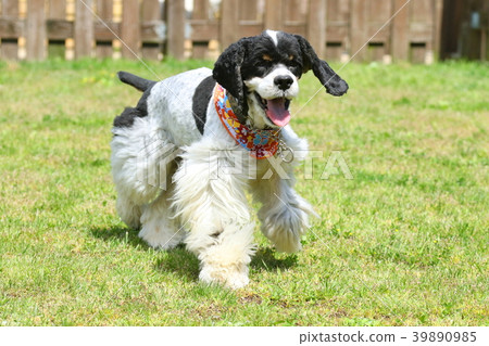 美國可卡犬 39890985