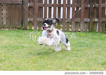 美國可卡犬 39890988