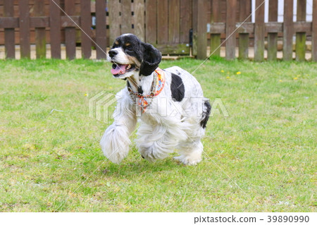 美國可卡犬 39890990