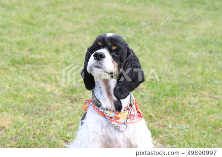 美國可卡犬 39890997