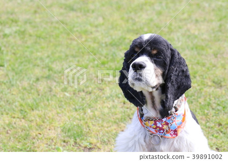 美國可卡犬 39891002