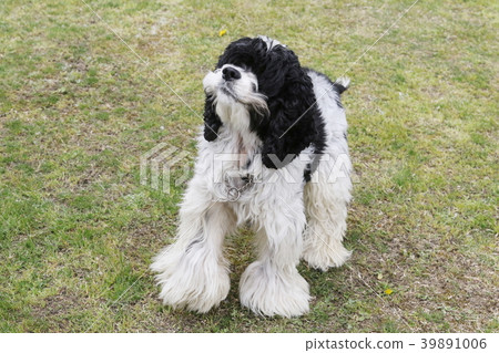 美國可卡犬 39891006