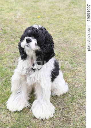 美國可卡犬 39891007