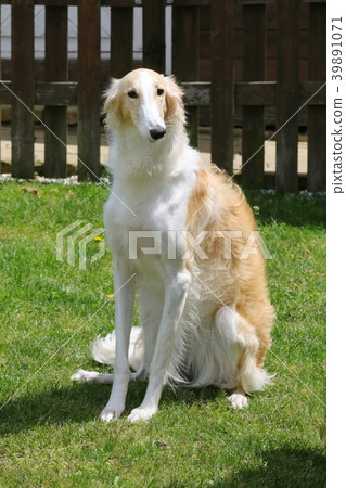 拉布拉多獵犬 拉布拉多獵犬 39891071