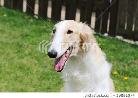 Borzoi Borzoi 39891074