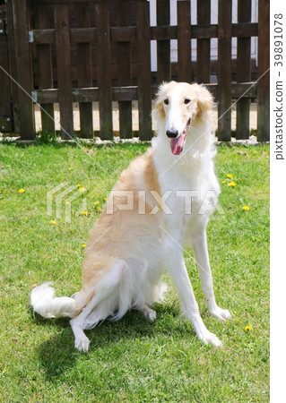Borzoi Borzoi 39891078