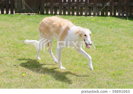 Borzoi Borzoi 39891083