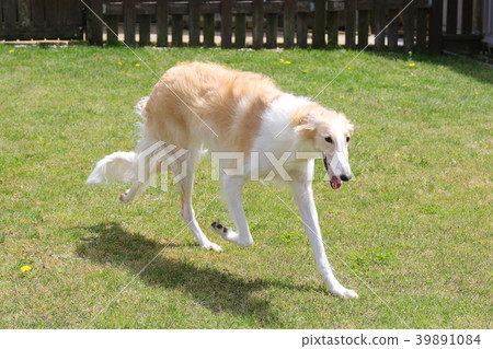 拉布拉多獵犬 拉布拉多獵犬 39891084