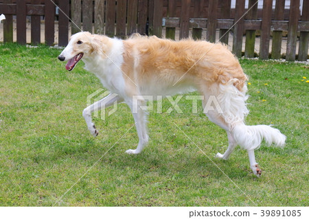 Borzoi Borzoi 39891085