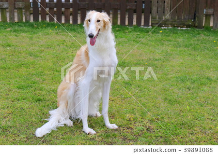 Borzoi Borzoi 39891088