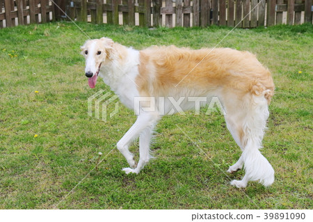 拉布拉多獵犬 拉布拉多獵犬 39891090