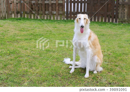 Borzoi Borzoi 39891091