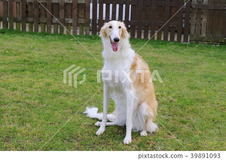 Borzoi Borzoi 39891093