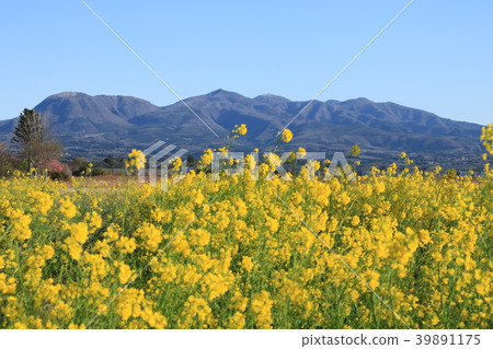 強姦鮮花和赤城山 強姦鮮花和赤城山 39891175