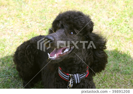 標準貴賓犬 標準貴賓犬 39891208