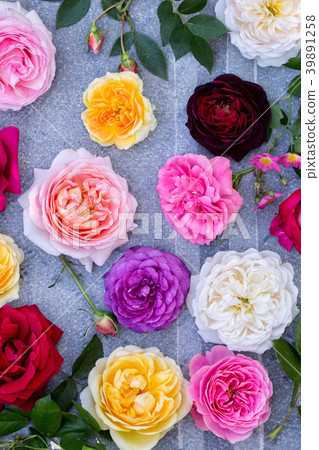 Collection of beautiful Summer Roses on a gray Collection of beautiful Summer Roses on a gray 39891258