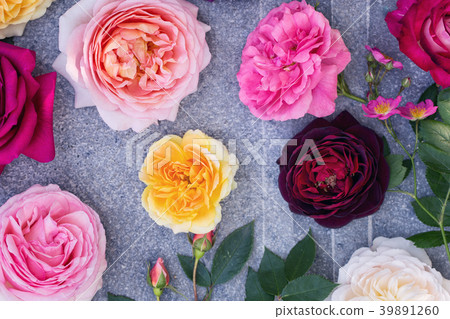 Collection of beautiful Roses on a gray Collection of beautiful Roses on a gray 39891260
