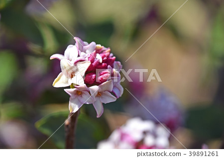 荊州(下沉花) 荊州(下沉花) 39891261