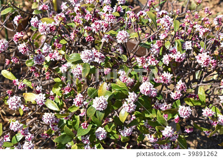 Jingzhou (sinking flower) Jingzhou (sinking flower) 39891262