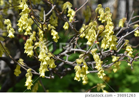 Toshimizuki (Tosa Mizuki) 39891263