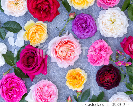 many roses on a gray background many roses on a gray background 39891264