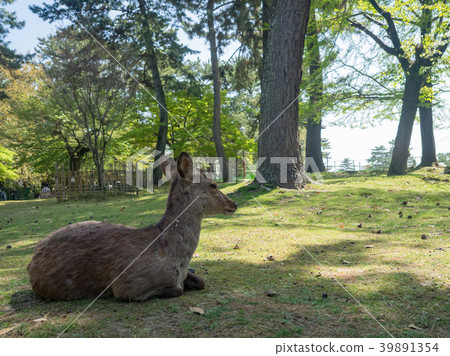A deer 39891354
