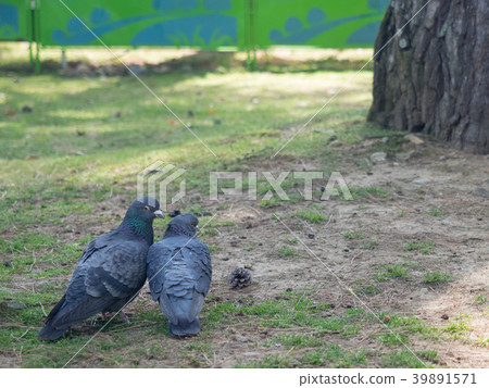a pair of pigeons a pair of pigeons 39891571
