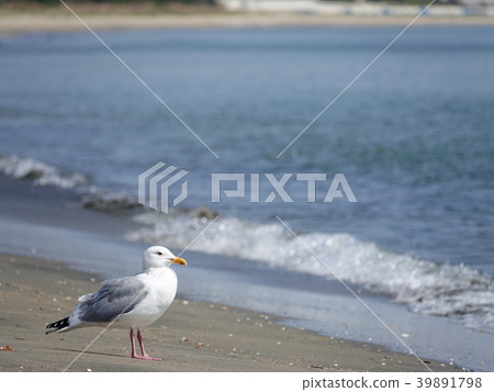 White-backed gull resting on the beach 39891798