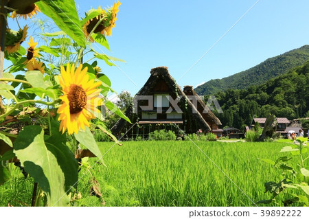 Summer Shirakawa Town Summer Shirakawa Town 39892222