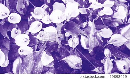 Ultra violet abstract background. Ultra violet abstract background. 39892439