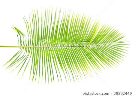 Green palm leaf isolated on white background Green palm leaf isolated on white background 39892449