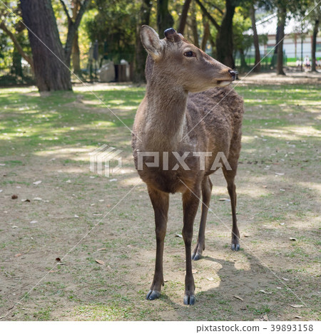 一隻鹿 39893158