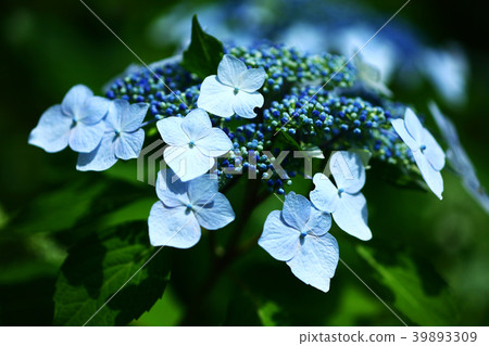 白色繡球花淺藍色花 39893309