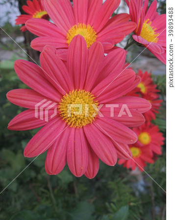 Brilliant flowers Brilliant flowers 39893488
