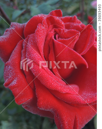 Red rose frill 39893493
