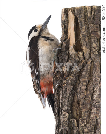 Great Spotted Woodpecker (Dendrocopos major) 39893554