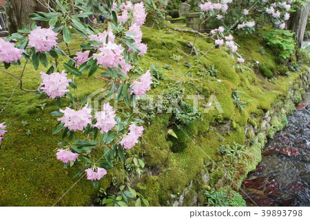 Kyoto's spring in the spring 39893798