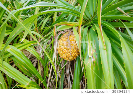 Fruit of Adan Fruit of Adan 39894124