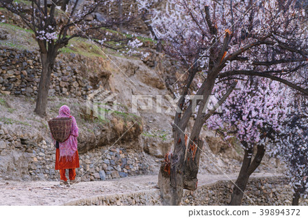 spring season with field of blossoming trees 39894372