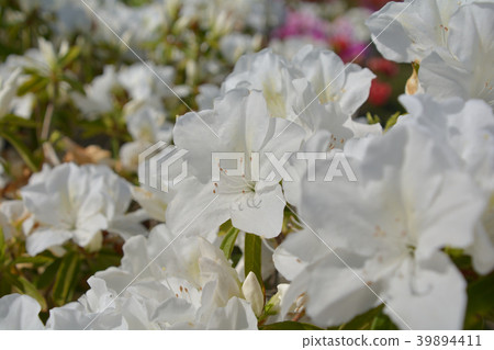 Azalea Azalea 39894411