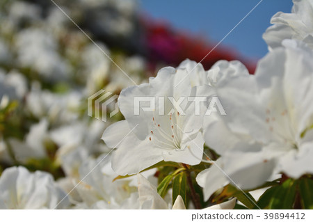 Azalea Azalea 39894412