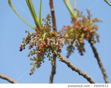 綠樹花 綠樹花 39895614