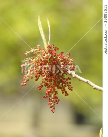 Green tree flower Green tree flower 39895615