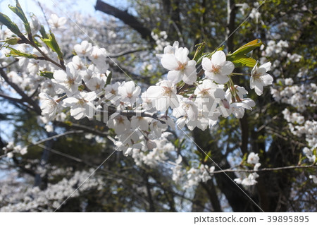 Cherry blossoms at Sanhachijo Park 39895895