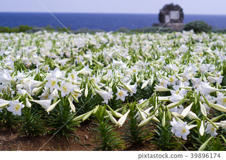 Ie island lily festival Ie island lily festival 39896174