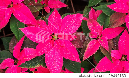 Red poinsettia plant in a garden. Red poinsettia plant in a garden. 39896183