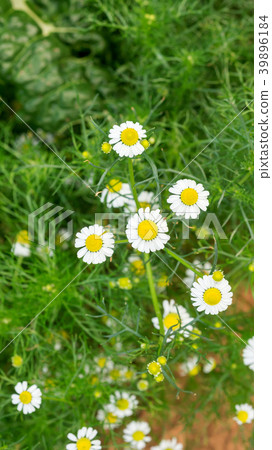 White camomile flower plant in a garden. White camomile flower plant in a garden. 39896184